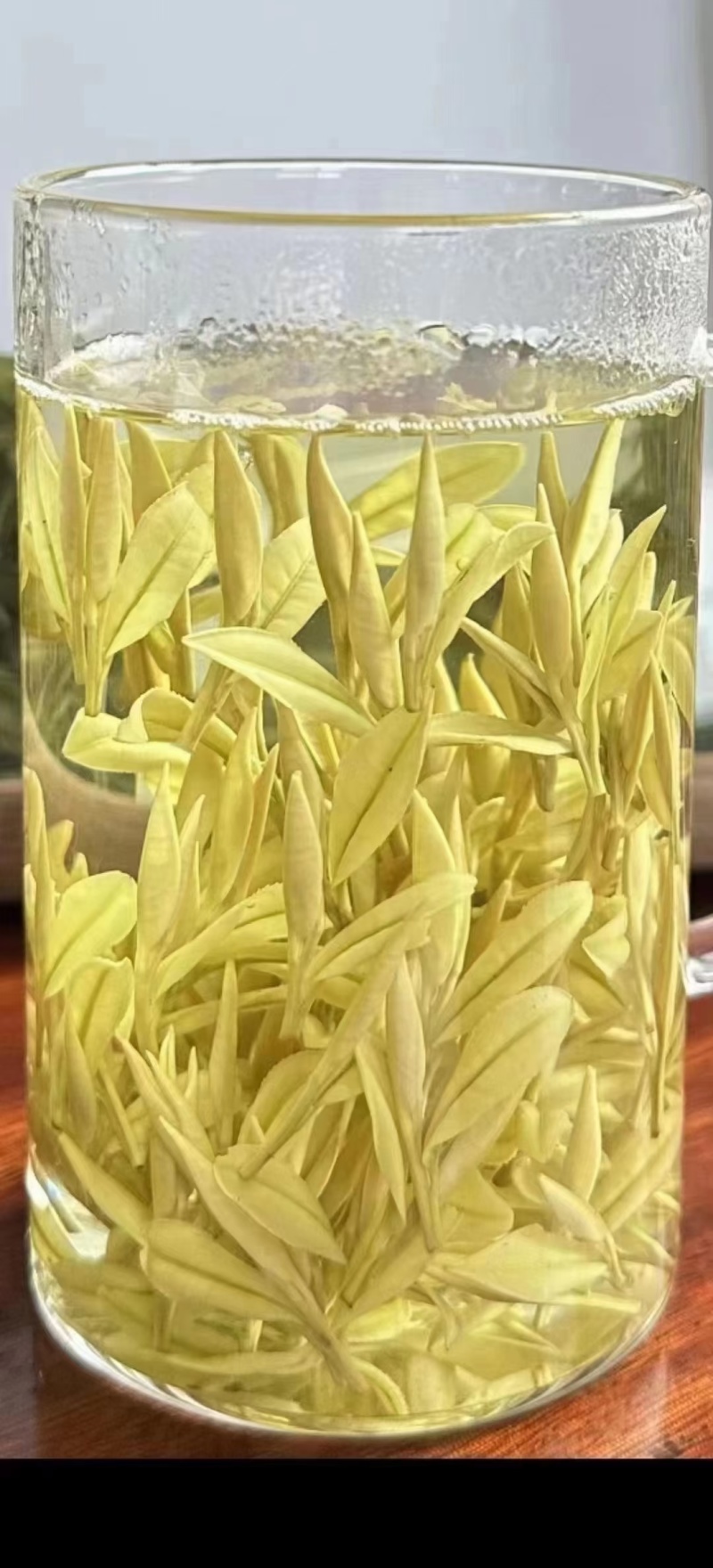 2024精品安吉白茶苗，黄茶苗，奶白茶苗，一手货源买贵包