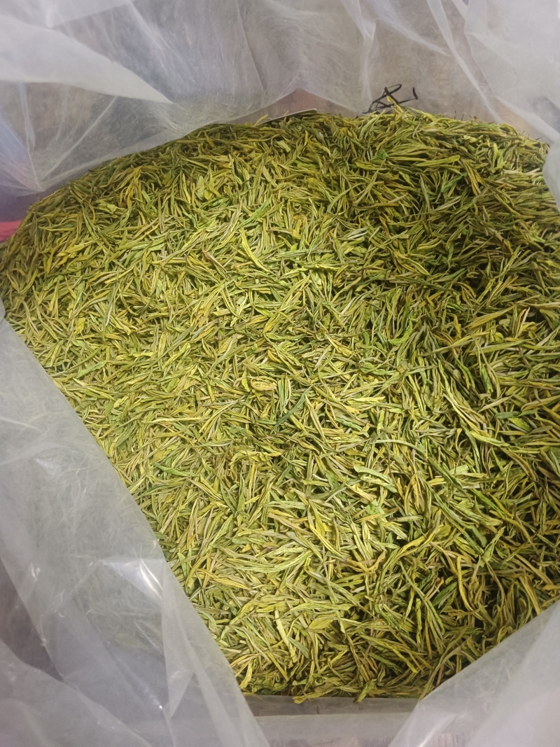 2024精品安吉白茶苗，黄茶苗，奶白茶苗，一手货源买贵包