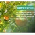 剑牌剑丰园10%烯效唑挫农药矮化剂防徒长果树植物控旺生