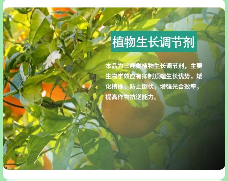 剑牌剑丰园10%烯效唑挫农药矮化剂防徒长果树植物控旺生
