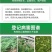剑牌剑丰园10%烯效唑挫农药矮化剂防徒长果树植物控旺生