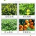 剑牌剑丰园10%烯效唑挫农药矮化剂防徒长果树植物控旺生
