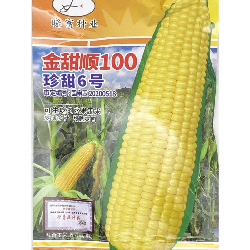 金甜顺100黄甜水果玉米种子绿皮大棒国审可生吃甜玉米原装