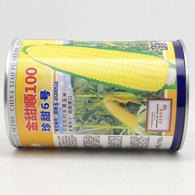 金甜顺100黄甜水果玉米种子绿皮大棒国审可生吃甜玉米原装