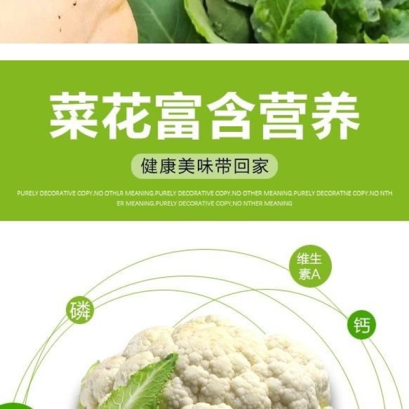精选曲周有机花苗品种优产地直发欢迎各位老板致电咨询