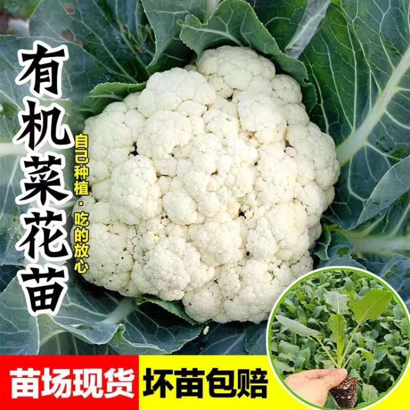 精选曲周有机花苗品种优产地直发欢迎各位老板致电咨询