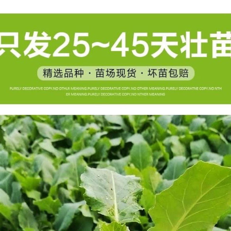 精选曲周有机花苗品种优产地直发欢迎各位老板致电咨询