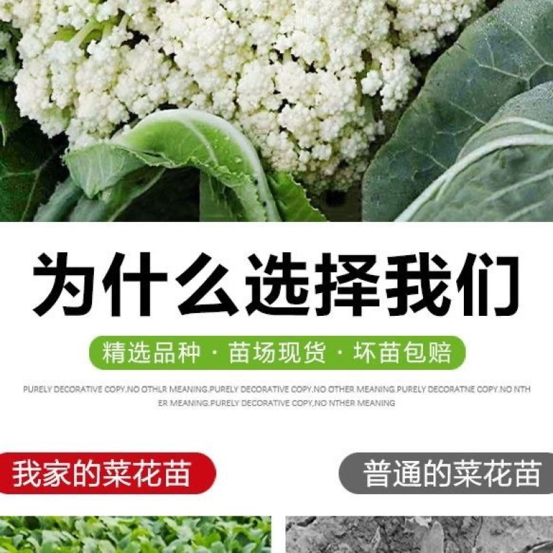 精选曲周有机花苗品种优产地直发欢迎各位老板致电咨询