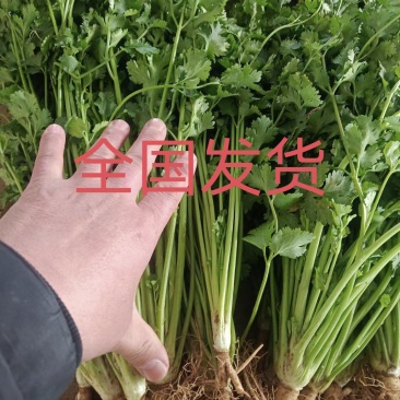 精品香菜，铁杆青，大叶香菜，一手货源，质量好，货发全国