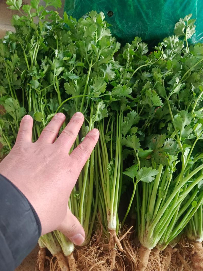 精品香菜，铁杆青，大叶香菜，一手货源，质量好，货发全国