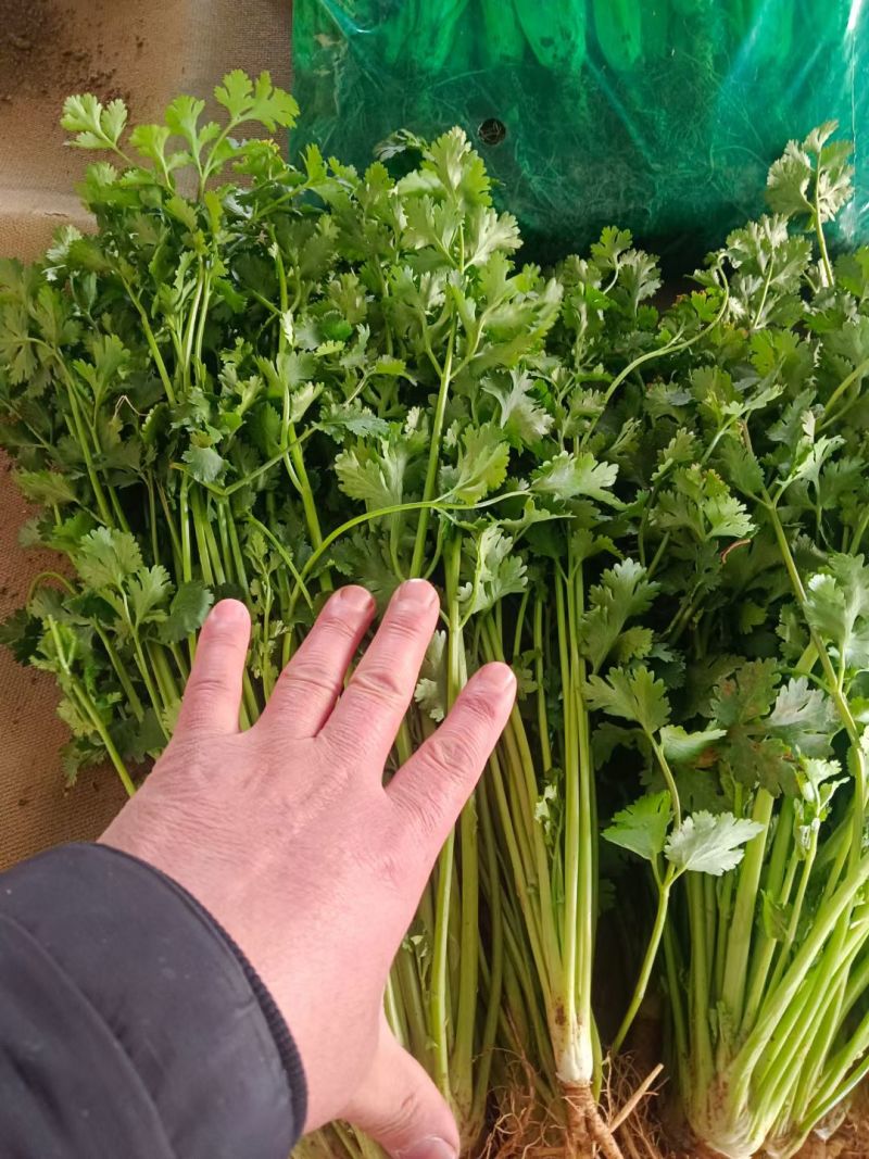 精品香菜，铁杆青，大叶香菜，一手货源，质量好，货发全国