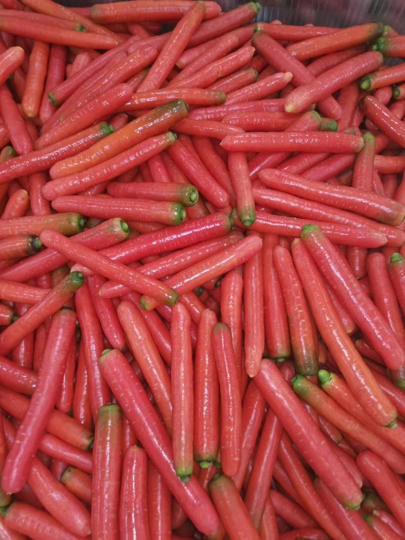 陕西红萝卜大荔县红萝卜秤杆红萝卜水果常年有货供应各大平台