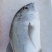 大白鲷