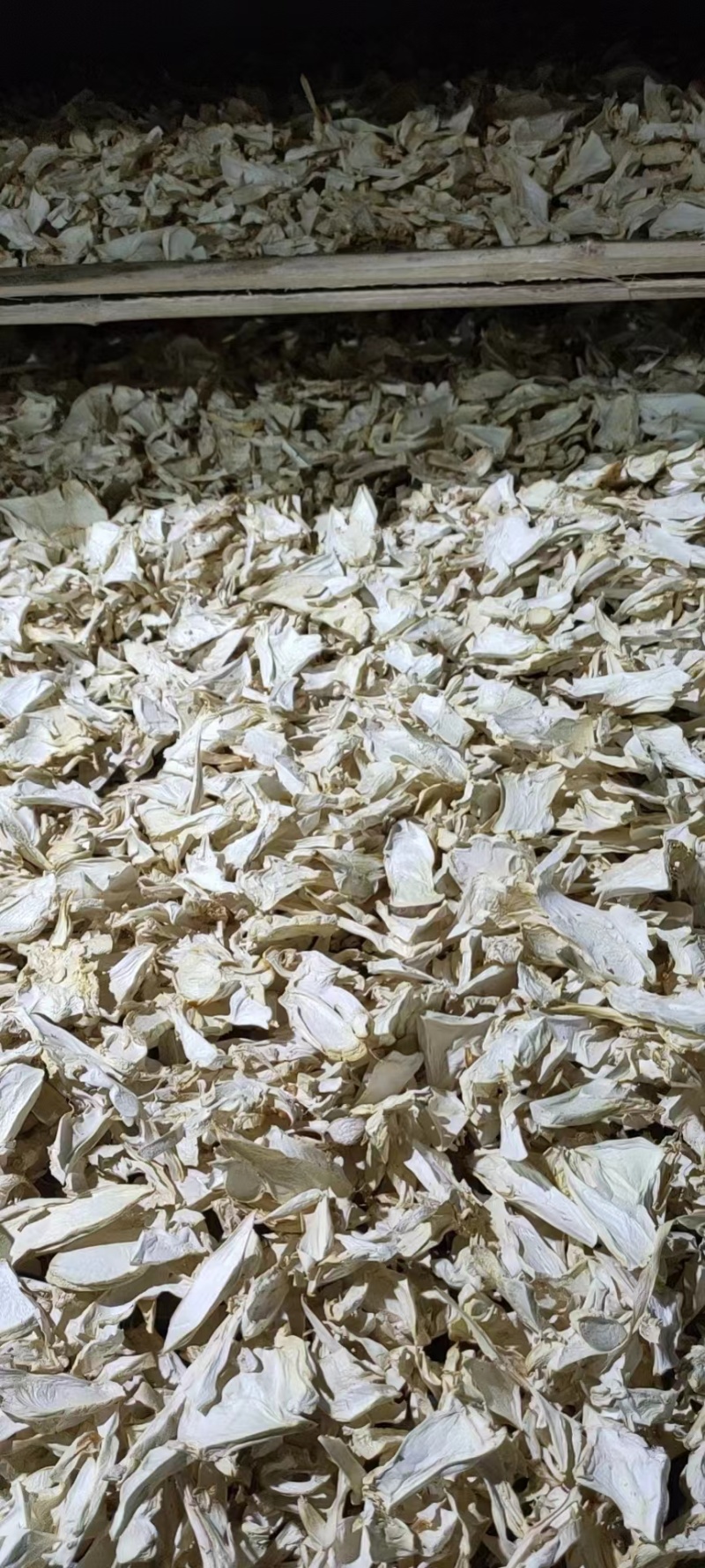 杏鲍菇干货大片，中片小片，根片，颗粒常年大量现货