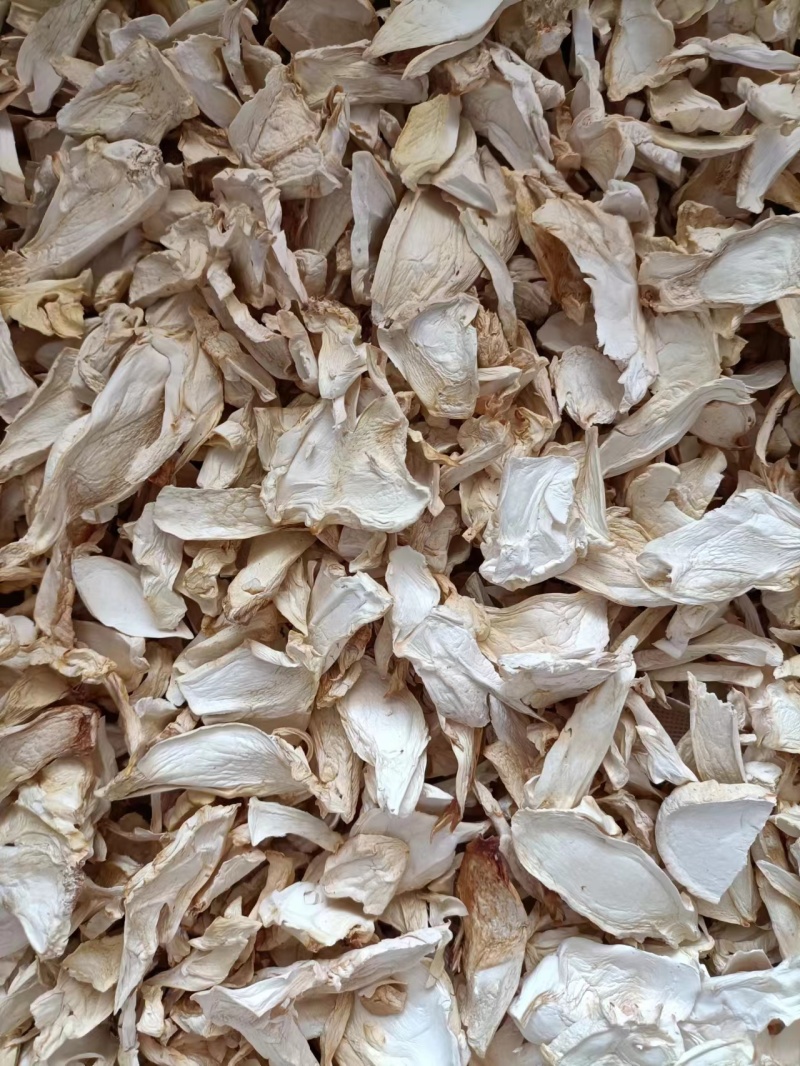 杏鲍菇干货大片，中片小片，根片，颗粒常年大量现货