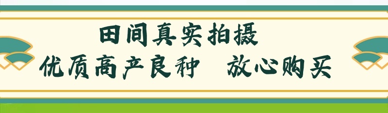 正宗山东章丘高巨白大葱种子进口铁杆钢葱白高新种子