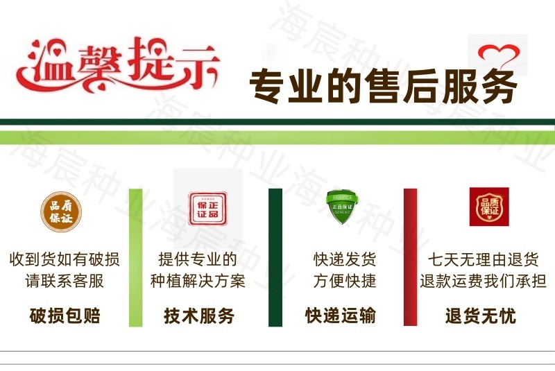 正宗山东章丘高巨白大葱种子进口铁杆钢葱白高新种子