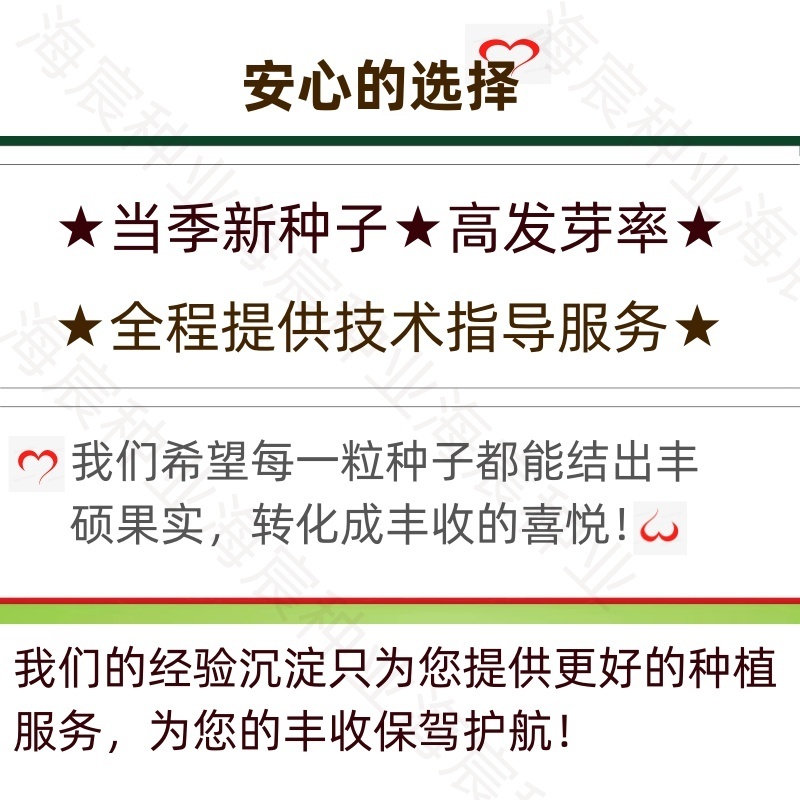 正宗山东章丘高巨白大葱种子进口铁杆钢葱白高新种子