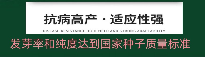 正宗山东章丘高巨白大葱种子进口铁杆钢葱白高新种子