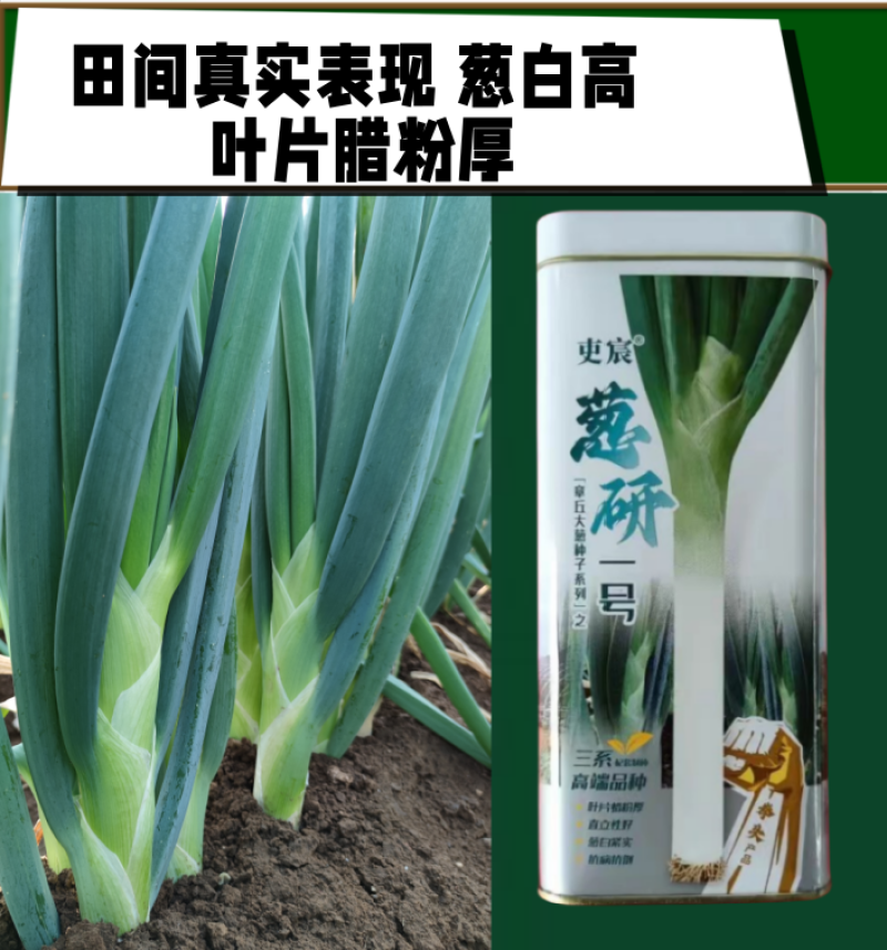 正宗山东章丘高巨白大葱种子进口铁杆钢葱白高新种子