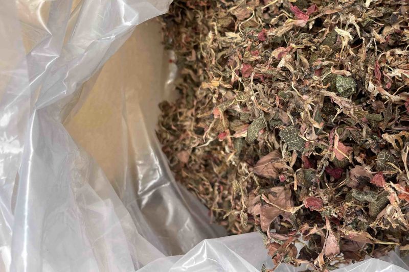 金线莲散条小苗整株无碎林下培植一手货源稳定供货