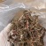 金线莲散条小苗整株无碎林下培植一手货源稳定供货