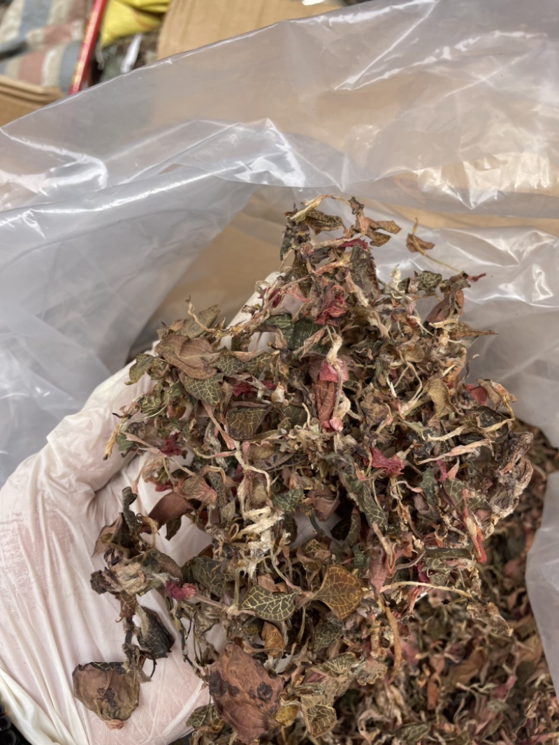金线莲散条小苗整株无碎林下培植一手货源稳定供货