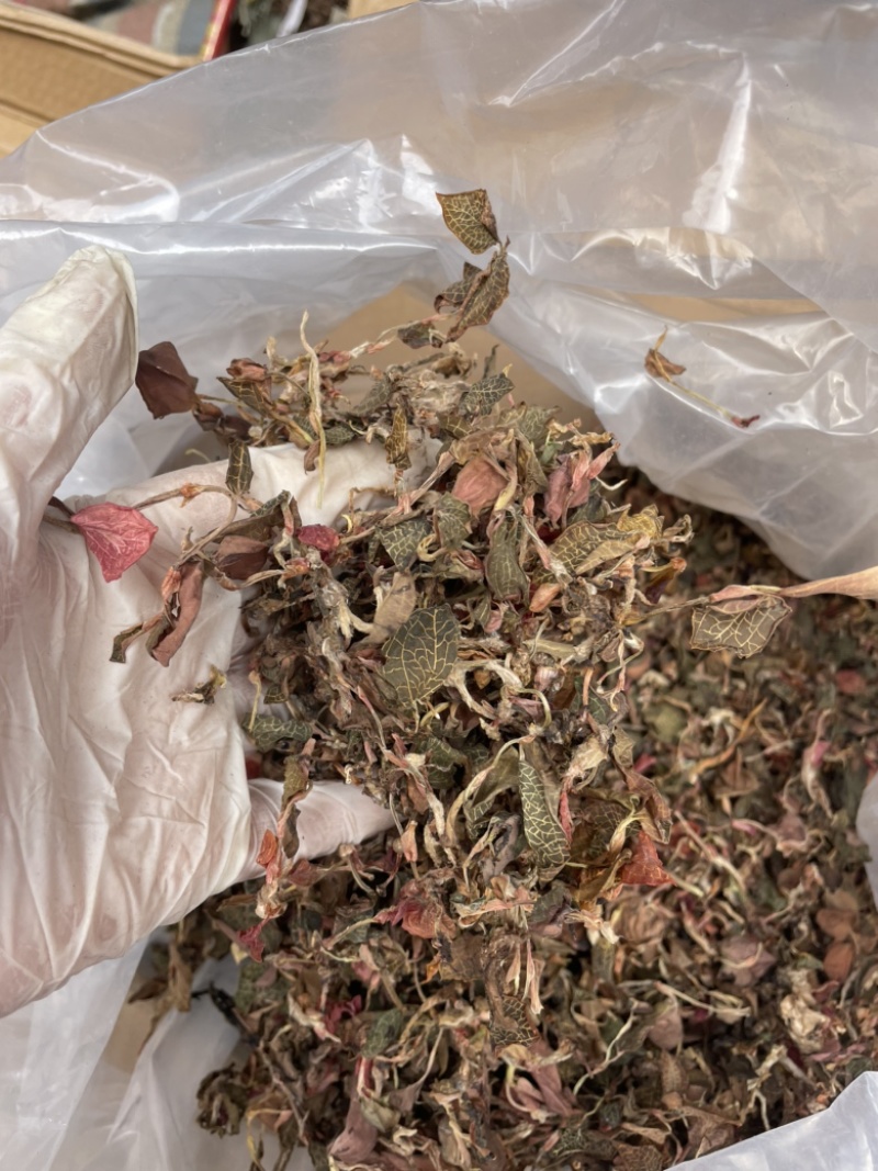金线莲散条小苗整株无碎林下培植一手货源稳定供货