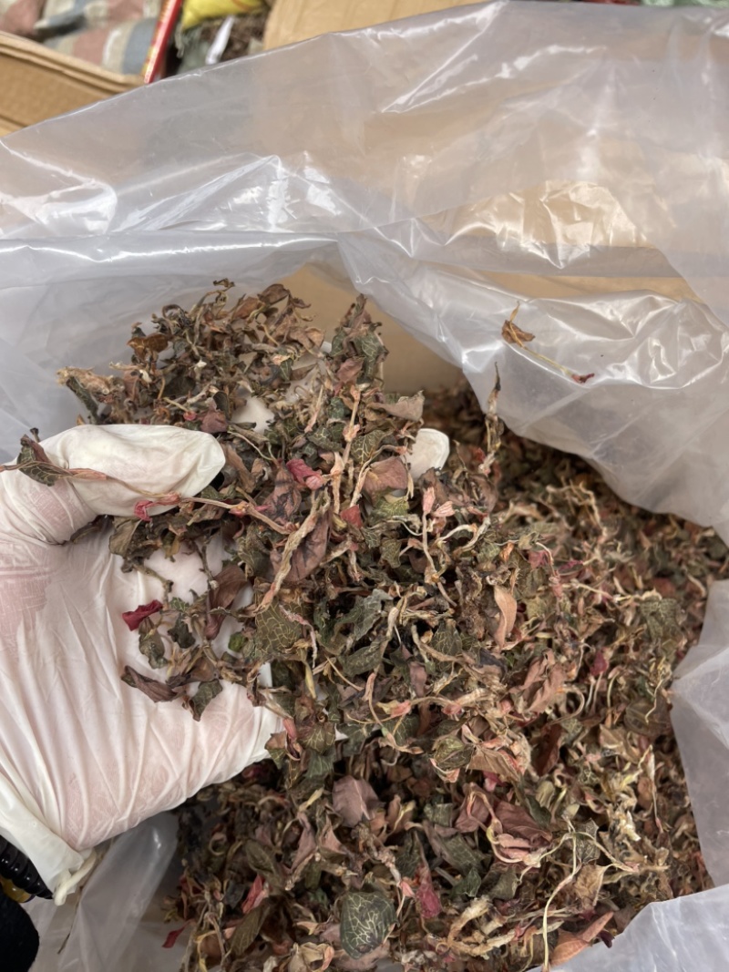 金线莲散条小苗整株无碎林下培植一手货源稳定供货