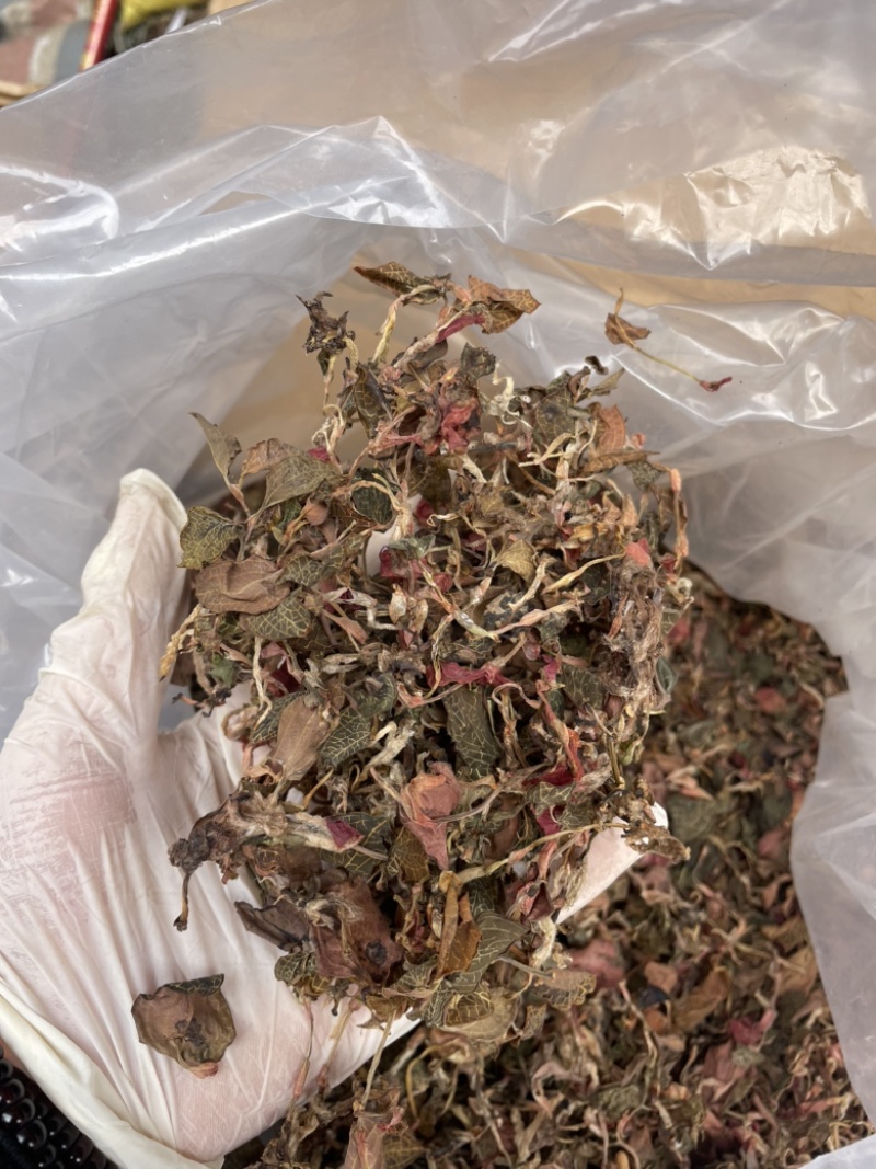 金线莲散条小苗整株无碎林下培植一手货源稳定供货