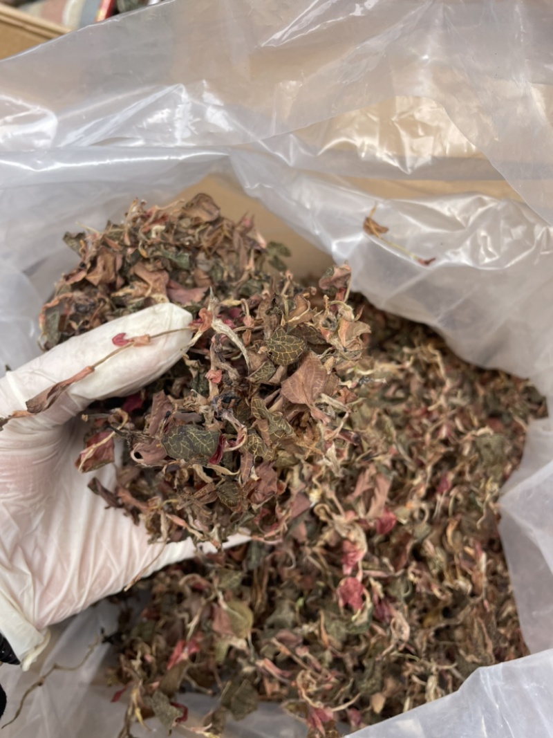 金线莲散条小苗整株无碎林下培植一手货源稳定供货