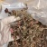 金线莲散条小苗整株无碎林下培植一手货源稳定供货