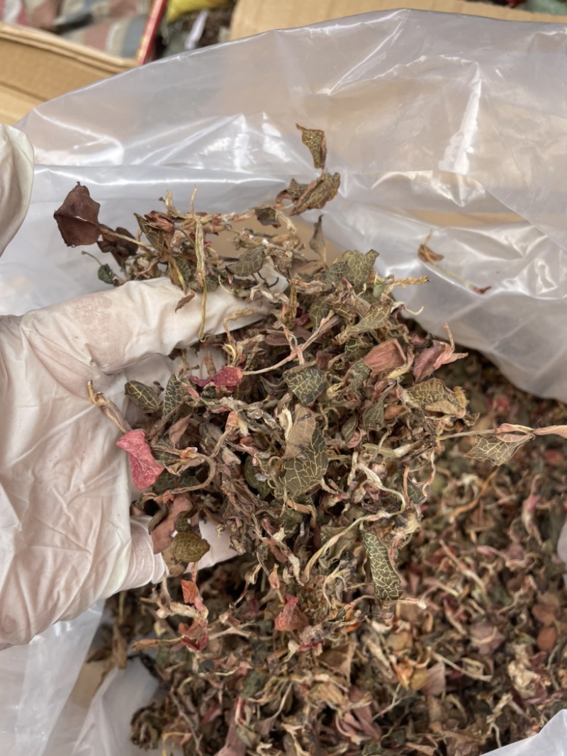 金线莲散条小苗整株无碎林下培植一手货源稳定供货