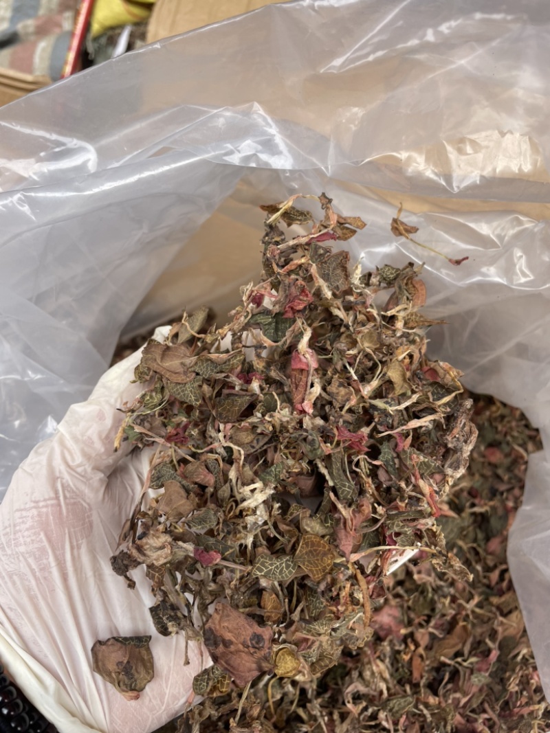 金线莲散条小苗整株无碎林下培植一手货源稳定供货