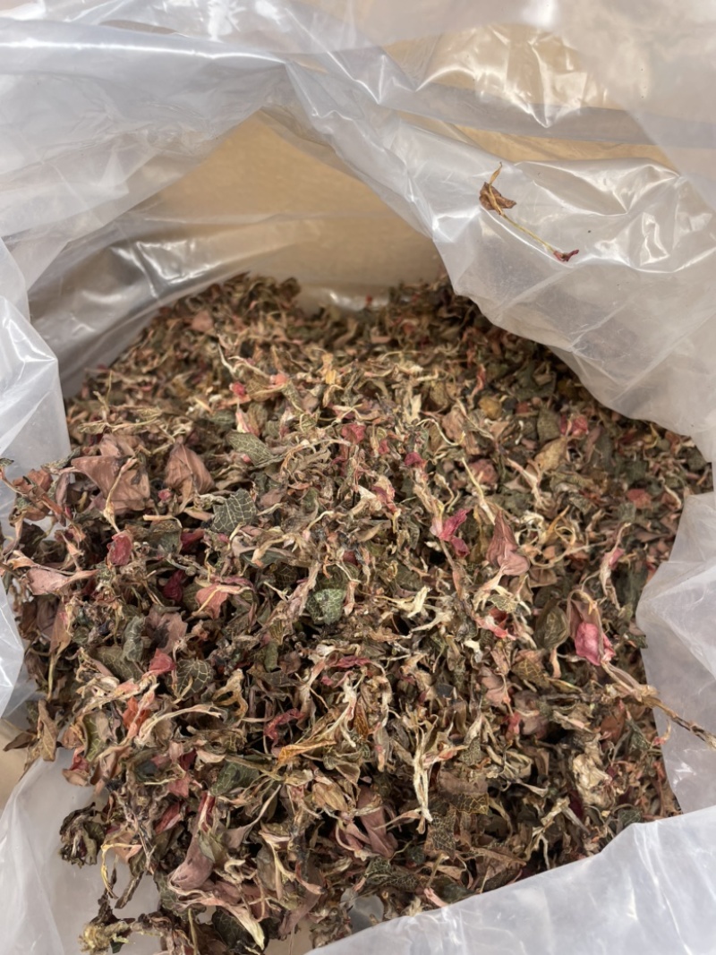 金线莲散条小苗整株无碎林下培植一手货源稳定供货