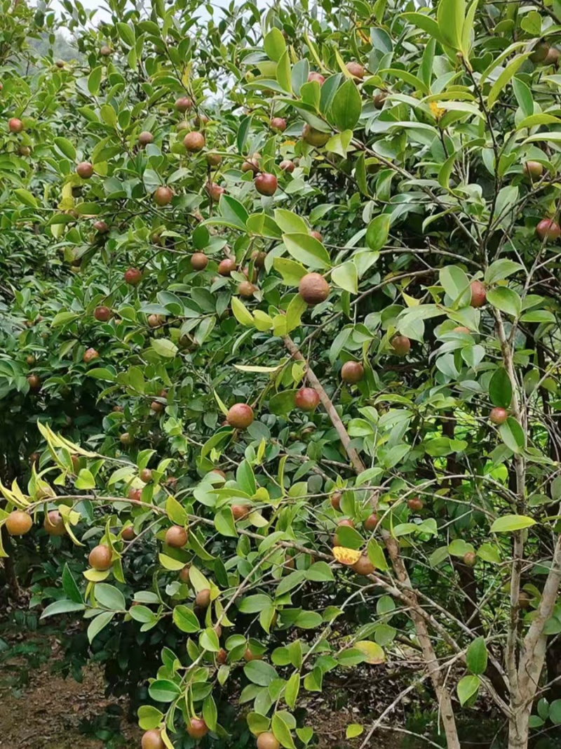 兴望山荼油、