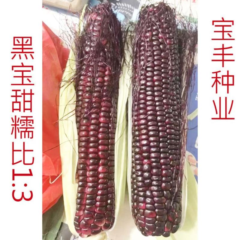 宝丰黑帝67黑宝黑紫甜糯玉米种子绿皮大棒甜味糯黑玉米种