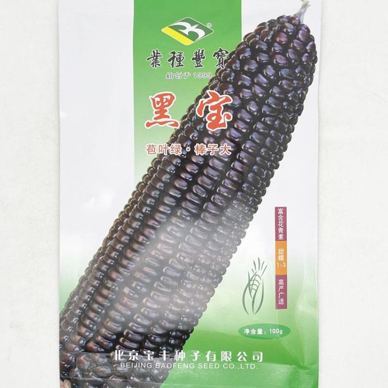 宝丰黑帝67黑宝黑紫甜糯玉米种子绿皮大棒甜味糯黑玉米种
