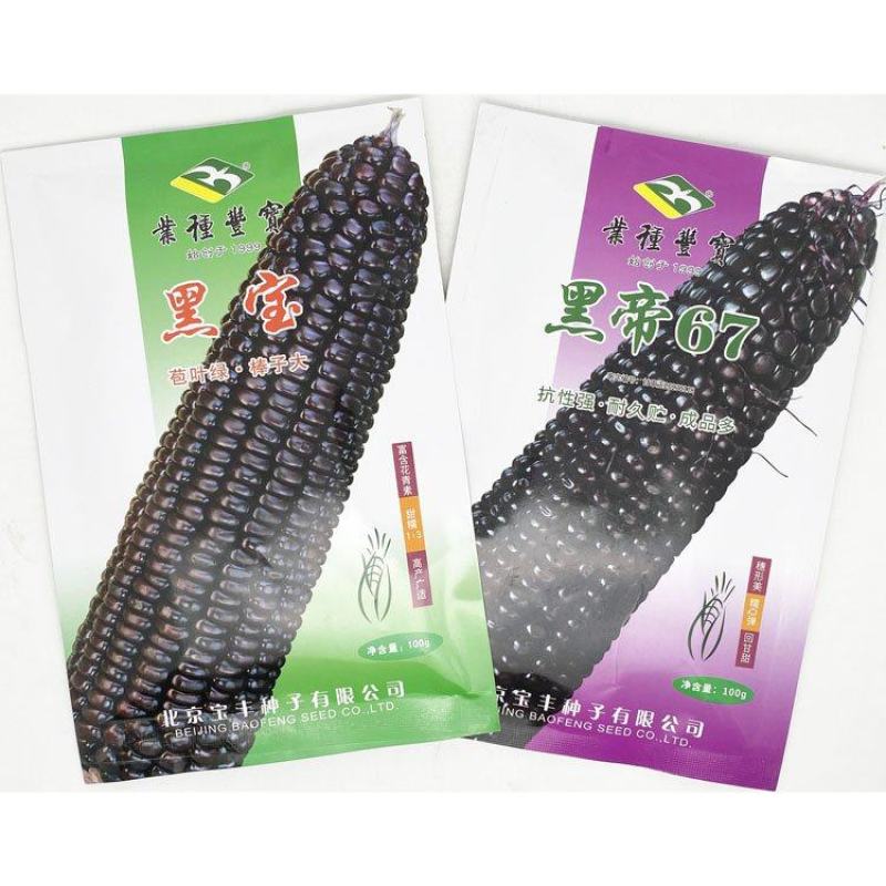 宝丰黑帝67黑宝黑紫甜糯玉米种子绿皮大棒甜味糯黑玉米种