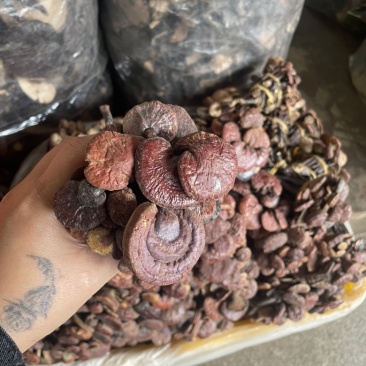 灵芝王长脚红灵芝，小红灵芝，苦，一手货源，稳定供货