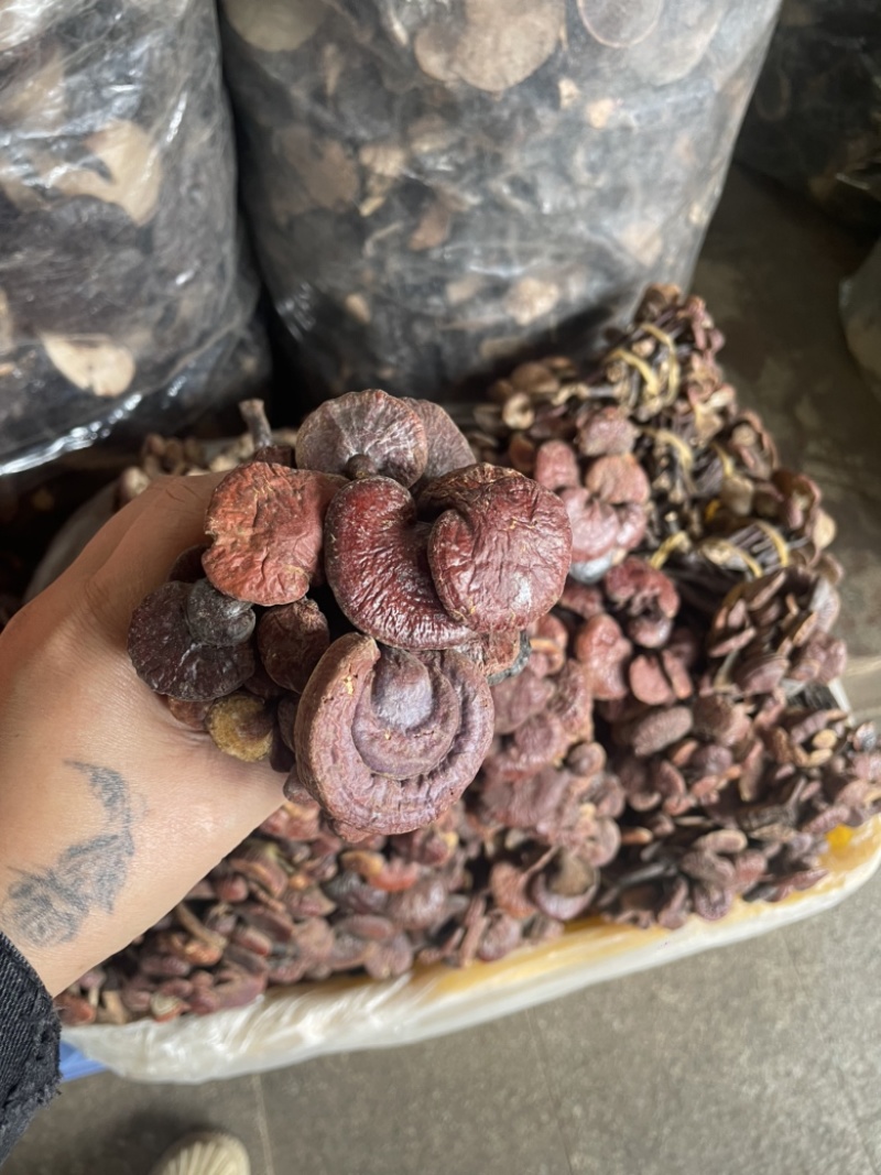 灵芝王长脚红灵芝，小红灵芝，苦，一手货源，稳定供货