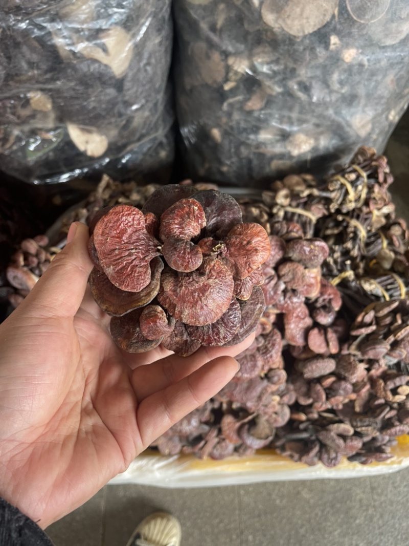 灵芝王长脚红灵芝，小红灵芝，苦，一手货源，稳定供货