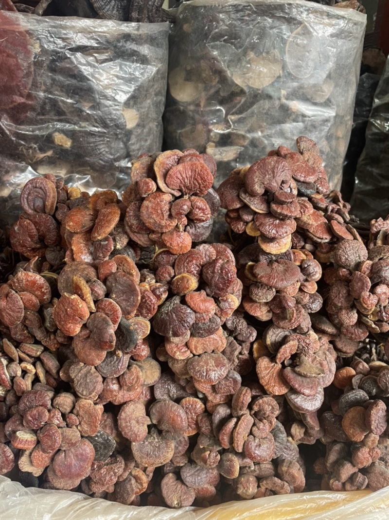 灵芝王长脚红灵芝，小红灵芝，苦，一手货源，稳定供货