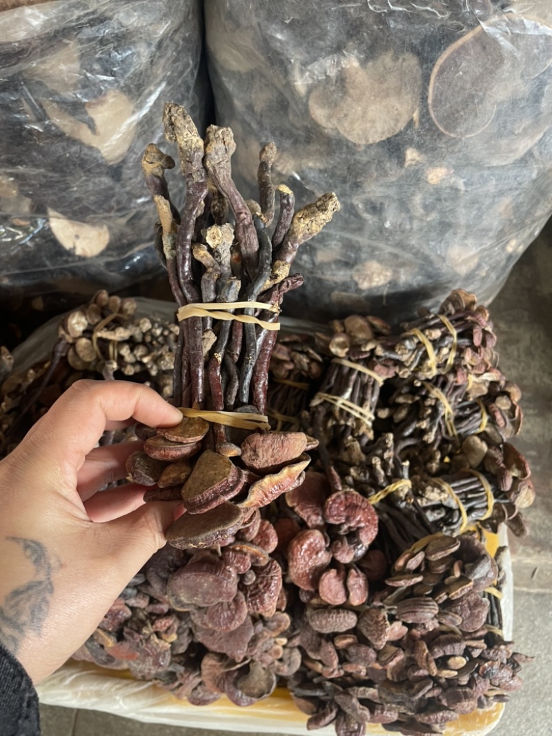 灵芝王长脚红灵芝，小红灵芝，苦，一手货源，稳定供货