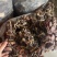 灵芝王长脚红灵芝，小红灵芝，苦，一手货源，稳定供货