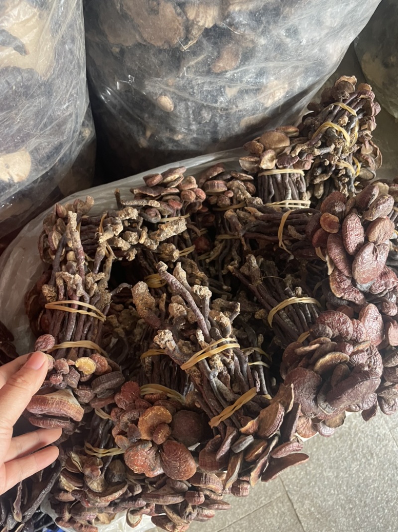 灵芝王长脚红灵芝，小红灵芝，苦，一手货源，稳定供货