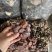 灵芝王长脚红灵芝，小红灵芝，苦，一手货源，稳定供货