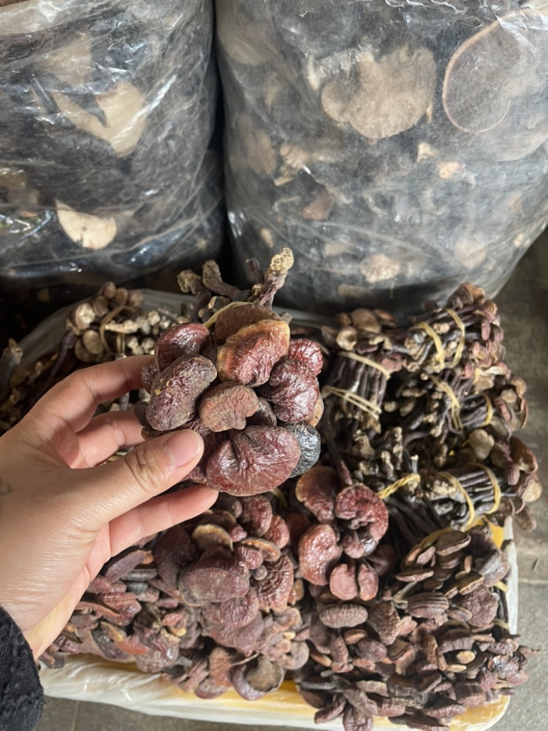 灵芝王长脚红灵芝，小红灵芝，苦，一手货源，稳定供货