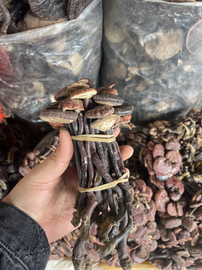 灵芝王长脚红灵芝，小红灵芝，苦，一手货源，稳定供货