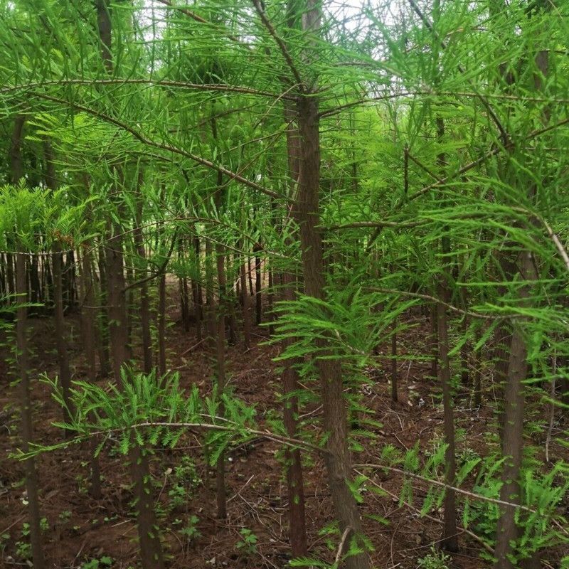 池杉，水生耐水耐寒植物杉树洼地/水塘/河边/占地苗基地直